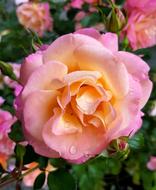 Rose Pink Open