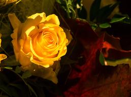Rose Yellow Roses
