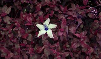 Flower Red Leaves Lonely