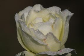 Rose Fragrance Water