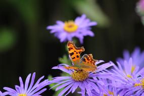 Butterfly Comma Flower