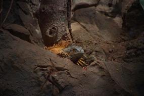 Nature Lizard Reptile