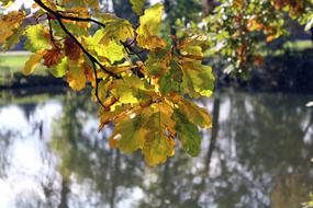 Autumn Leaves Park Water