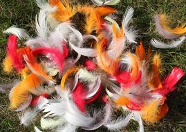 Feathers Colorful Spring
