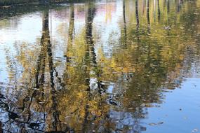 Autumn Tree Reflection Water