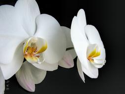 Orchids White Flower