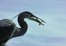 Heron Great-Blue Great
