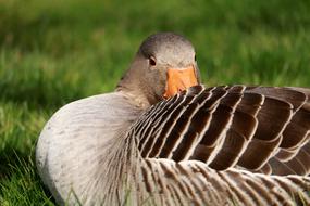 Nature Bird Animal World