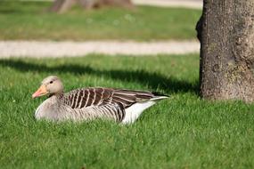 Nature Grass Bird Animal