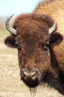 Bison Animals Nature European