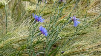 Cornflower Cereals Field