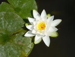 Water Lily Plant Aquatic