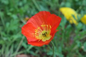 Red Poppy Plant Mohngewaechs