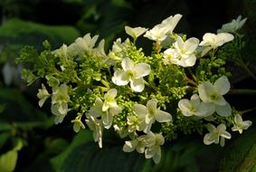Flower Hydrangea Dębolistna Garden