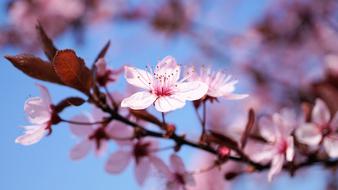 Cherry Blossom Flower