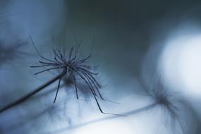 Halloween Autumn Blue