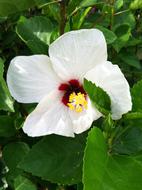 Hibiscus Flower Tropical