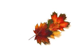 Leaves Autumn Fall Foliage