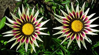Flower Gazania Nature