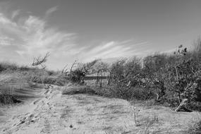 National Park beach monochrome photo