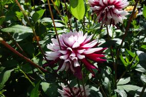 Dahlia Nature Flower