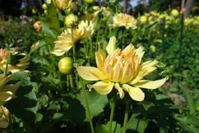 Dahlia Flower Nature