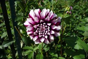 Dahlia Flower Nature