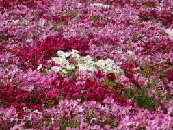 Flowers Nature Plant