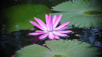 Flower Waterlily