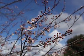 Flowers Spring Plum Tree