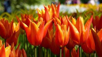 Tulip Flower Garden