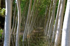 Trunks Poplars Trees Trunk