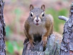 Squirrel Tree Rodent