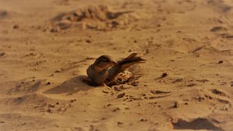 Sand Sparrow Nature