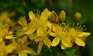 Flower Plant Yellow St John