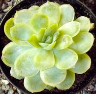 Succulent Small Green