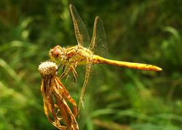 Nature Insect At The Court Of