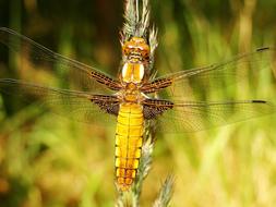 Nature At The Court Of Animals