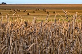 Nature Cornfield Wheat