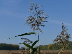 Common Reed Plant Country