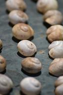 snail shells on the table