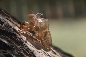 Nature Insect Closeup