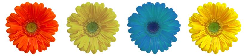 Flower Blossom Bloom