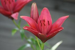 Day Lily Flower