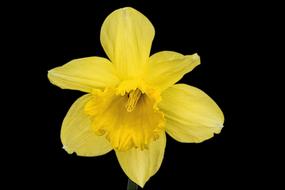 Daffodil Flower Narcissus