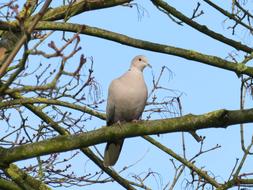 a white dove sits on a branch