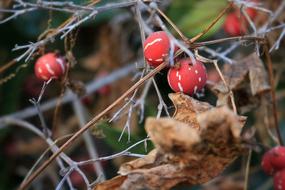 Nature Tree Fruit