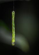 Nature Sheet Bespozvonochnoe No