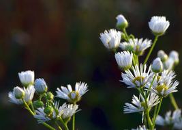 Daisies Rosa Flower