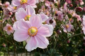 Knoll Flower Garden Nature